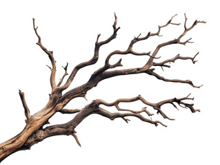 Dried tree branch with intricate twists and turns in natural form on a transparent background, cut out