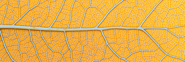 Intricate Close-Up of Autumn Leaf Highlighting Xanthophyll Pigments and Natural Seasonal Changes