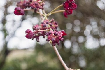 Delicate red flowers blooming in a serene outdoor setting