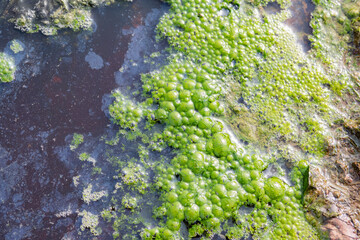 Lush green algae thriving in a tranquil natural pond setting