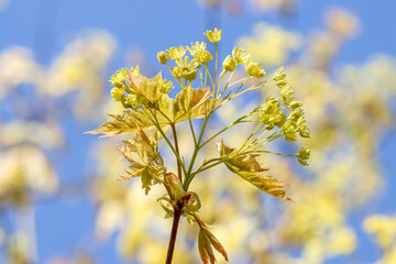 The maple tree blooms in spring.
Bright yellow blossom against a cloudless blue sky. In the blurred background are more flowering maple branches.