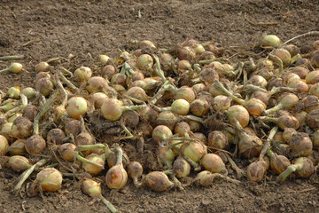 Zwiebel,  Allium cepa var. Cepa, Feldanbau