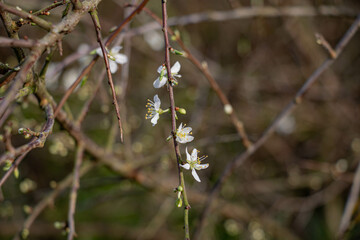 Spring bloom on a wild bush, small white flowers