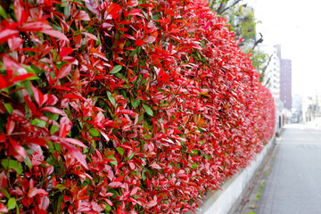 Photinia  plant with  red and green leaves for garden borders