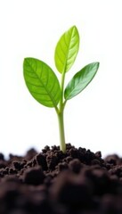 Single seedling on white background with soil, closeup, green