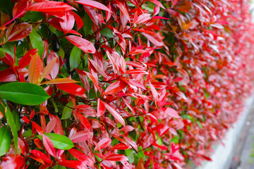 Photinia  plant with  red and green leaves for garden borders