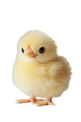 Isolated Fluffy Yellow Chick Portrait