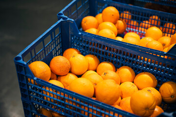 Fresh oranges on the market placed in blue boxes, close up.