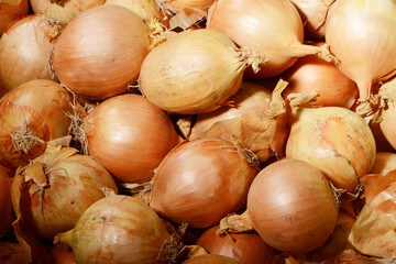 Zwiebel,  Allium cepa var. Cepa