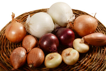 Zwiebel,  Allium cepa var. cepa