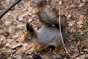 A squirrel in a spring forest descends to the ground in search of food.