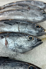Fresh fish for sale on ice in a supermarket.