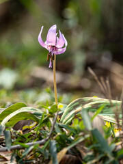 カタクリの紫色の花