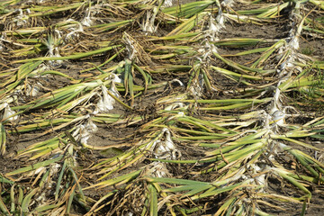 Zwiebel,  Allium cepa var. Cepa, Feldanbau