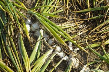 Zwiebel,  Allium cepa var. Cepa, Feldanbau