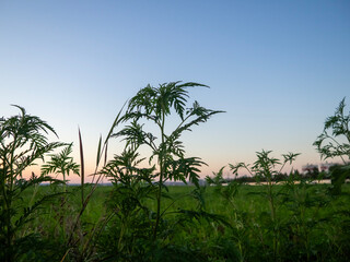 Amidst a picturesque rural field vibrant green plants flourish and stretch upward beautifully...