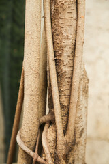 trunk of tree,  roots of tree and trunk in summer season, selective focus with blur.
