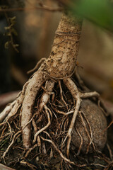trunk of tree,  roots of tree and trunk in summer season, selective focus with blur.
