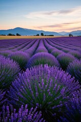 Obraz premium lavender fields in the sunset with mountains in the background