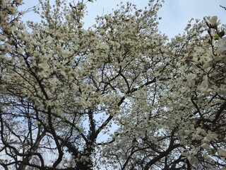 Close up tree magnolia blossom. 
flowering magnolia tree in spring. Magnolia blossom tree. Beautiful magnolia flowers. Beautiful white magnolia tree.