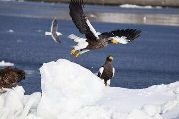 Steller's sea eagle (Haliaeetus pelagicus), also known as the Pacific sea eagle or white-shouldered eagle, is a very large diurnal bird of prey in the family Accipitridae.