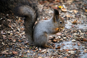 A squirrel in a spring forest descends to the ground in search of food.