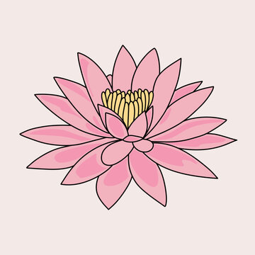 Minimalist Pink Water Lily Illustration