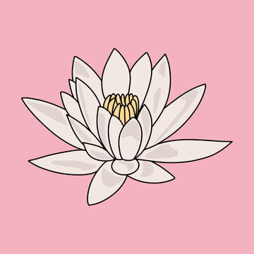 Minimalist White Water Lily Illustration