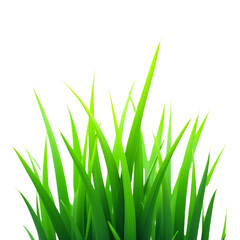 Fresh_Green_Grass_on_Black_Background_Nature_Wallpaper