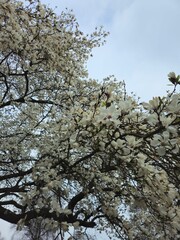 Close up tree magnolia blossom. 
flowering magnolia tree in spring. Magnolia blossom tree. Beautiful magnolia flowers. Beautiful white magnolia tree.