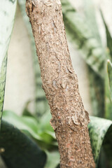 trunk of tree,  roots of tree and trunk in summer season, selective focus with blur.
