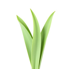Obraz premium Green_Plant_Leaves_Isolated_on_Black_Background