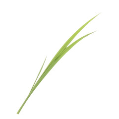 Fototapeta premium Green-blade-isolated-on-black-background-nature-close-up