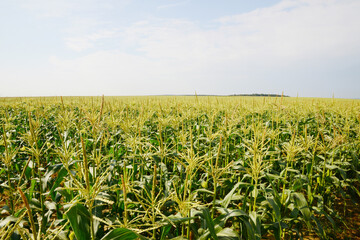 Zuckermais, Süßmais, Feldanbau