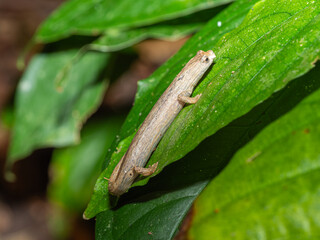 Bolitoglossa colonnea, La Loma salamander