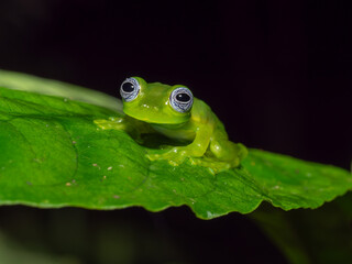 Giant Limon Glass Frog, Geisterfrosch auf Blatt