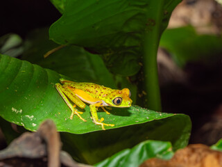 Kleiner stark gefährdeter Lemurenfrosch aus Costa Rica