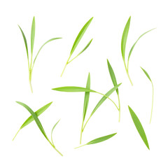 Fototapeta premium Green-Grass-Blades-Isolated-on-Black-Background-Nature-Stock-Photo
