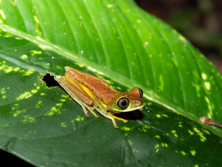 Critically endangered Lemur leaf frog