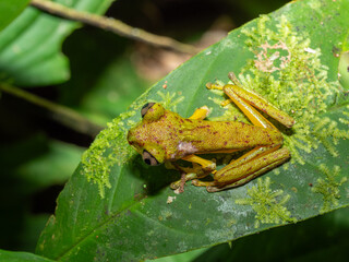 Agalychnis lemur, dorsale Ansicht