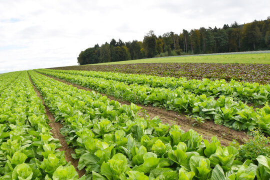 Fleischkraut,  Zuckerhut,  Cichorium intybus, Pan di Zucchero