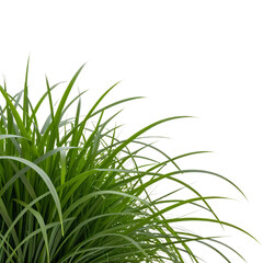 Green-Grass-On-Black-Background-Nature-Plant-Wallpaper
