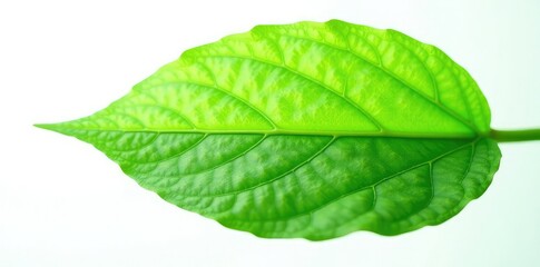Obraz premium Green leaf isolated on white background with delicate veins and intricate details, flowers, closeup, detail