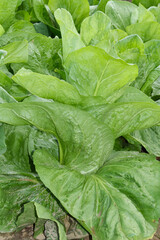 Fleischkraut,  Zuckerhut,  Cichorium intybus 'Pan di Zucchero