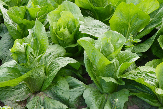 Fleischkraut,  Zuckerhut,  Cichorium intybus 'Pan di Zucchero