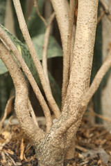 trunk of tree,  roots of tree and trunk in summer season, selective focus with blur.
