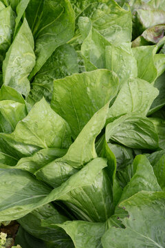 Fleischkraut,  Zuckerhut,  Cichorium intybus 'Pan di Zucchero