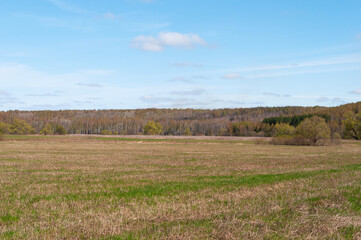 Obraz premium Country landscape, large field of mown grass, birch forest in the distance, spring time