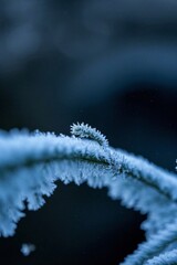 Naklejka premium arafed leaf with frost on it with a blurry background