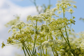 Zuckerwurzel,  Süßwurzel,  Sium sisarum L.